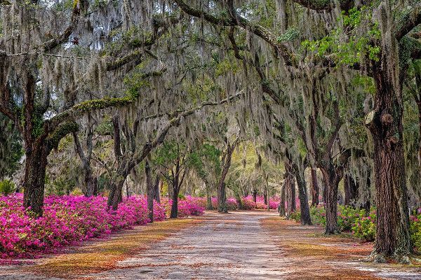 Jones, Adam 아티스트의 Rural road with azaleas and live oaks lining roadway-Bonaventure Cemetery-Savannah-Georgia작품입니다.